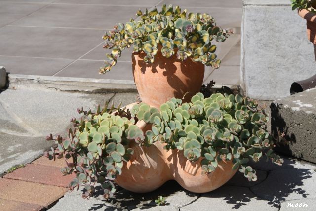 sedum sieboldi